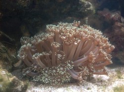 coral daisies