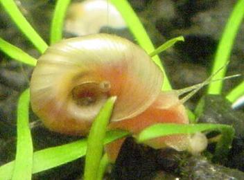 common aquarium snails