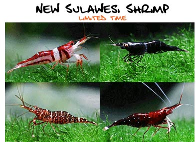 sulawesi-shrimp.jpg